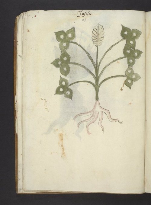 Herbals, the focus of this week’s posts, are a very particular type of manuscript in which plant spe