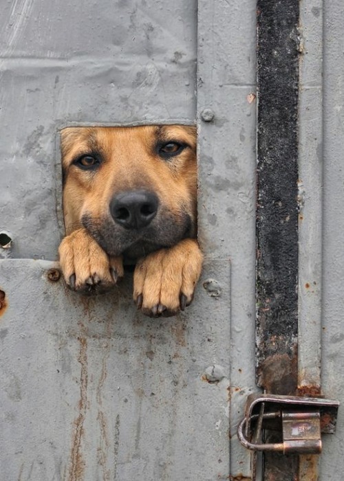 crescentmoon066: Benji’s Window by Noni Panayotov. 