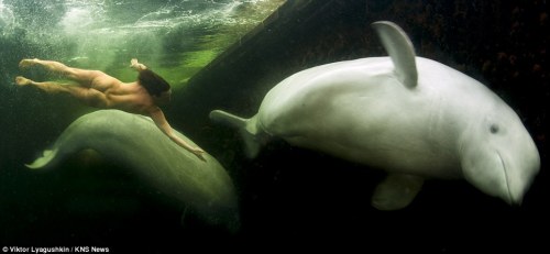 www.dailymail.co.uk/news/article-2004042/Naked-female-scientist-tries-tame-beluga-whales-arct