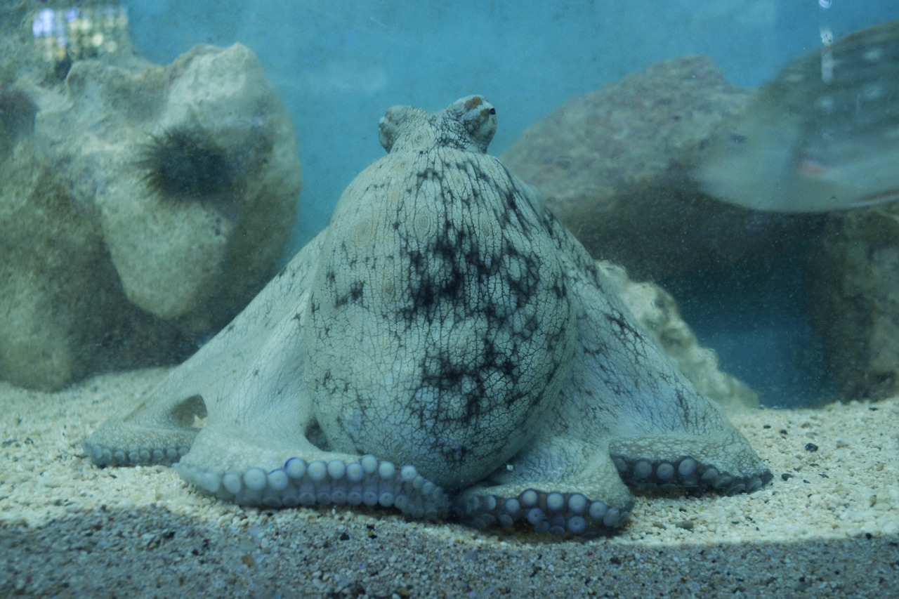 xibalbapiixan:  Tortugranja y acuario en Isla Mujeres.Quintana Roo, México.13 de