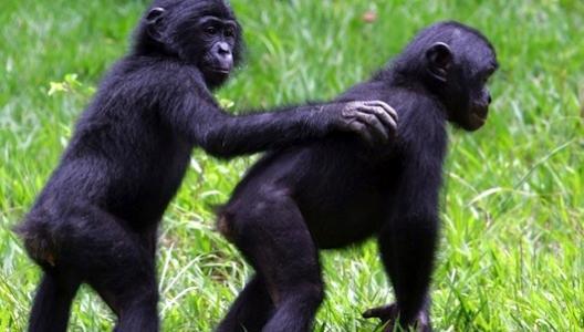 Bonobos buy friends with bananas     Sharing with strangers is not unique to humans, according to a new study by Duke University anthropologists, whether it’s motivated by altruism or affability.