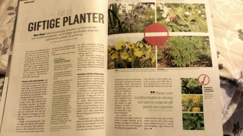 biodiverseed:This article (in Danish, sorry) is telling me that both borage and comfrey are carcinog