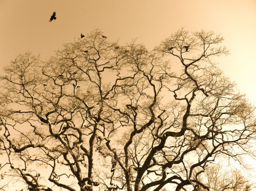 flora-file: oak and crows (by flora-file)