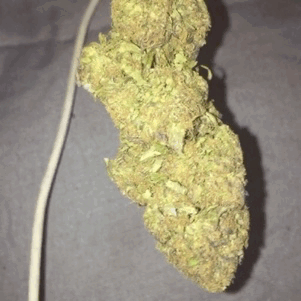 trippy-hippyy:  This monster nug I’m saving for myself 😱