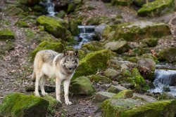 lonestray:  By  Ralf Seelert Photography