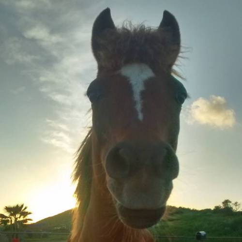 Little Spice ~ Big Fire ~ Little Mare #germanridingpony #132 #Hermione