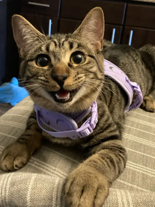 After My Dog Of 14 Years Passed Away And A Year Plus Of Grieving, I'm Starting A New Chapter As A Cat