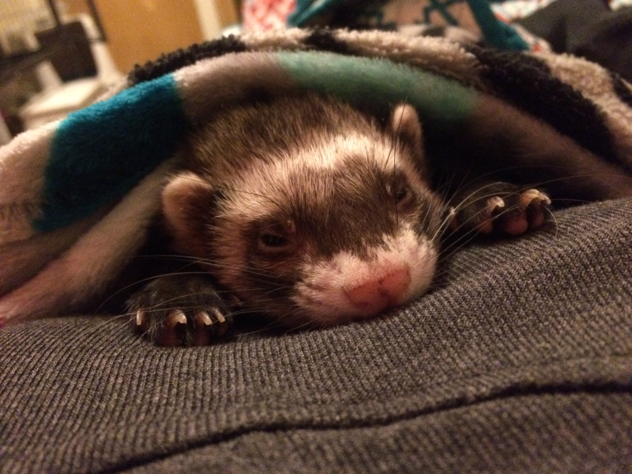 theinebriatedcat:  I haven’t posted anything in a very long while. Here’s a ferret.