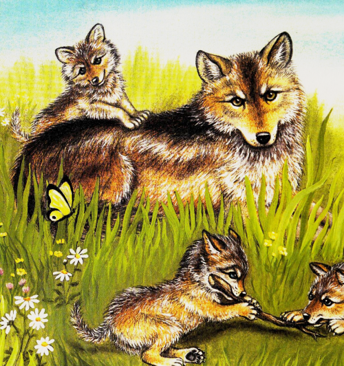 antiqueanimals:From My Little Book of Timber Wolves, written by Hope Irvin Marston and illustrated b