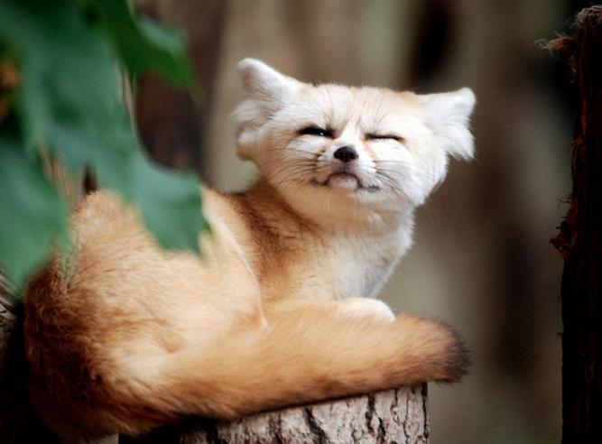 pleatedjeans:  An Ode to the Fennec Fox (18 Pics)  EEE FENNECS &lt;333