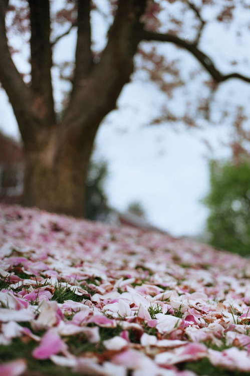 Porn l0stship:  leaves blanket (source) by Owen photos