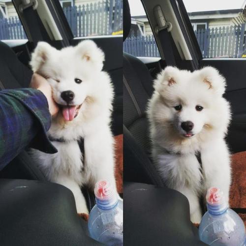 awwww-cute:  This little monster is now vaccinated and ready to terrorise every park in Brisbane… (Source: http://ift.tt/2sQDInN)