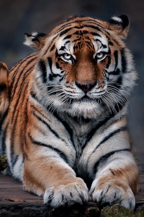 tect0nic:  Visit Aalbord Zoo by Leif Giversen via 500px. 