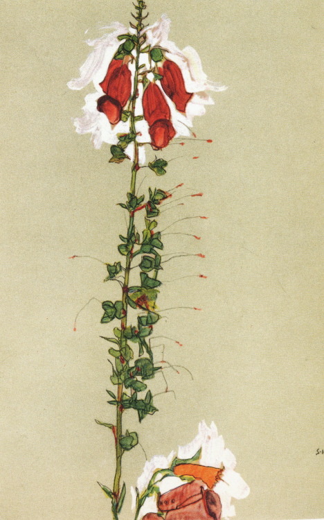 leuc:Egon Schiele: Flowers