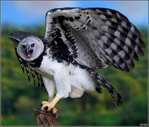 traversefamilypicnic:  iguanamouth:  man who cares about bald eagles have you ever seen a harpy eagle  or an african crowned eagle  or the crested eagle  the little eagle  the philippine eagle  black and white hawk eagle  and the bateleur eagle   eags
