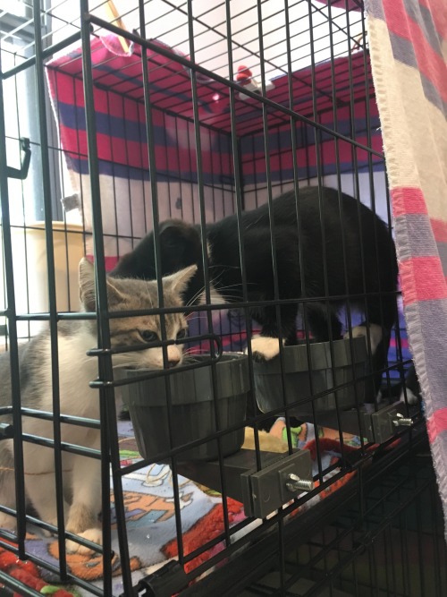 famaululat: ORLANDO AND CENTRAL FL: Iiiiiits that time of year again! Kitten season! (For reference 