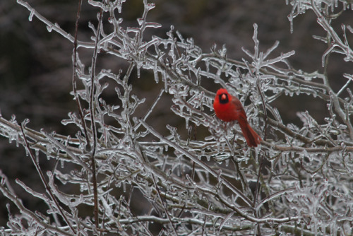 awkwardsituationist:photos of cardinals after an ice storm by mike seger, rich mayer, eric lawton, g