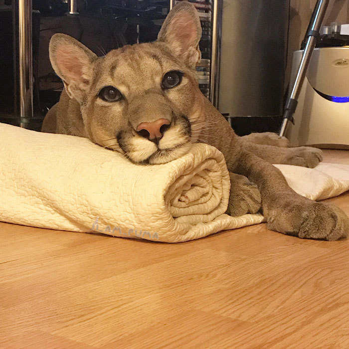 Puma Rescued From A Contact-Type Zoo Can’t Be Released Into The Wild, Lives As