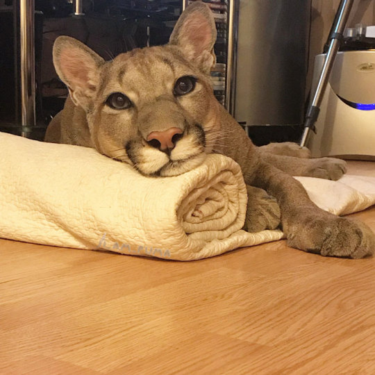 Puma Rescued From A Contact-Type Zoo Can’t Be Released Into The Wild, Lives As A Spoiled House Cat