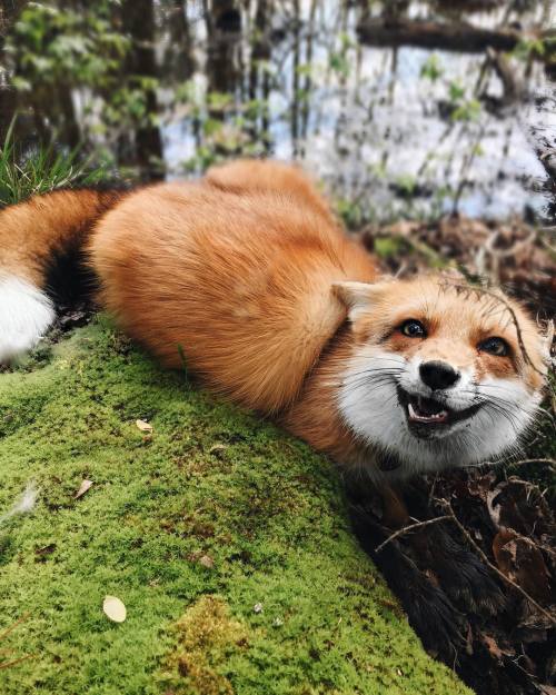 Just hangin’ out in moss, doing fox things. Smiling and stuff.Juniper the Fox