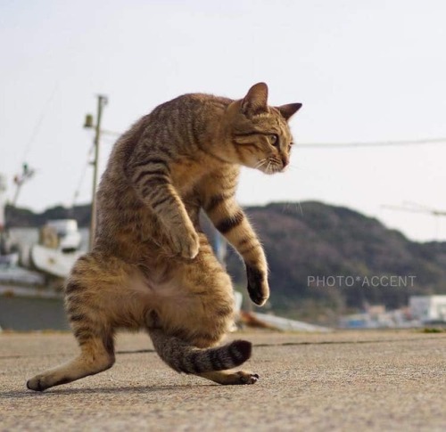 mymodernmet:Perfectly-Timed Photos Transform Ordinary Felines into Agile Ninja Cats