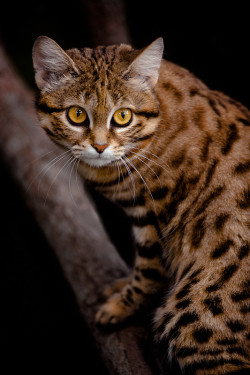  (Via 500Px / _C6J4181 African Black Footed Cat By David Orias) 