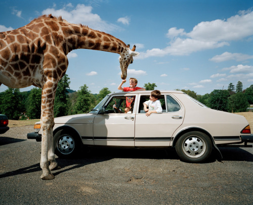 20aliens: England. Wiltshire. Longleat Safari Park. From the book ‘A to B tales of modern motoring’ 