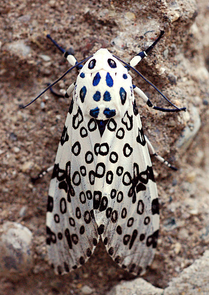 cool-critters: Giant leopard moth (Hypercompe porn pictures