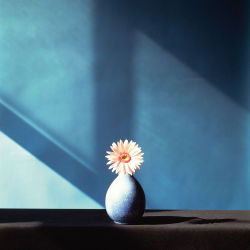 frankiethebaron:  Robert Mapplethorpe:  African Daisy  (1982)http://artwise.live/2016/02/05/robert-mapplethorpe-ad-corio-majorem-gloria/