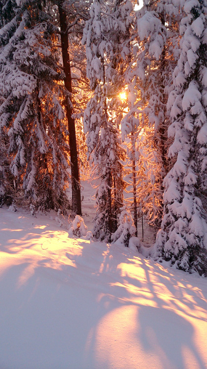 lienwyn - Christmas Eve in Bergnäs. My fingers were stiff from...