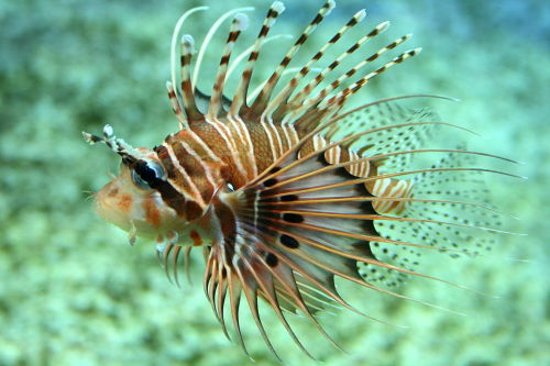 Broadbared lionfishPterois antennataC Björn Kreis, CC 3.0