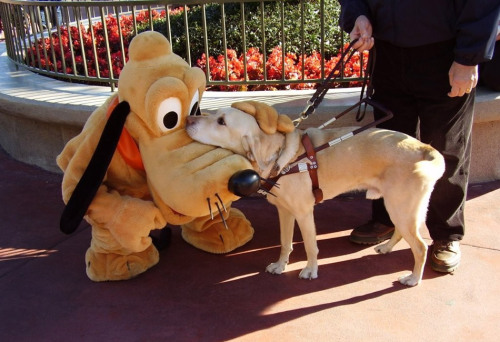 yellowkiddo: Guide dog meets special pal at Disneyland