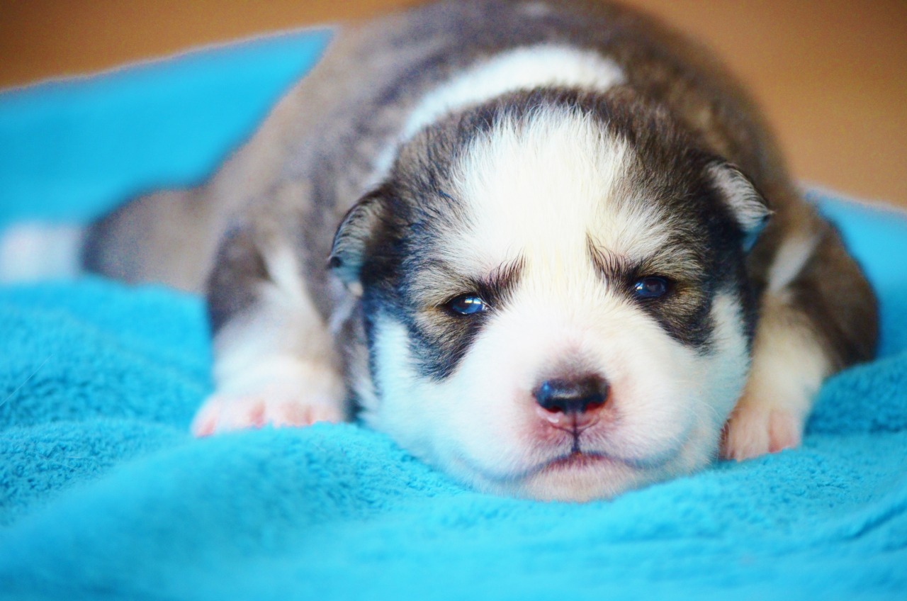 Cutest thing in the whole wide world! Baby Zeus.... - Huskies Adventures