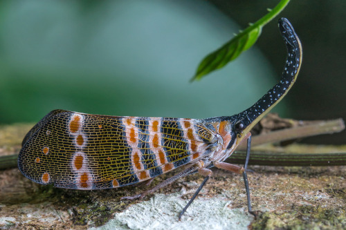 libutron:Lantern Bug - Pyrops spinolae Lantern bugs are planthoppers (Hemiptera - Fulgoridae), typi