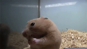 sizvideos:  Watch the video of this hamster eating corn  Dude&hellip;. take a