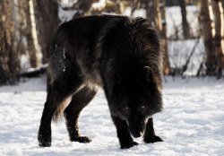 w-o-l-f–g-i-r-l:   	Black Wolf by Schattige Foto’s    	 