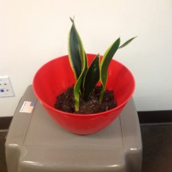 Writers’ room plant check. Lamont lives!