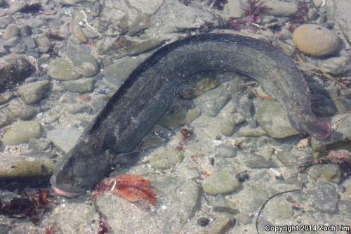 zacharge:  Monkeyface Prickleback (Cebidichthys violaceus)- San Mateo County, CA  Although this fish is often called an eel, it is actually closer related to perch.