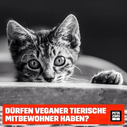 Es klingt erst mal widersprüchlich: Tiere in Ruhe lassen wollen, aber sie dann zu sich ins Haus hole