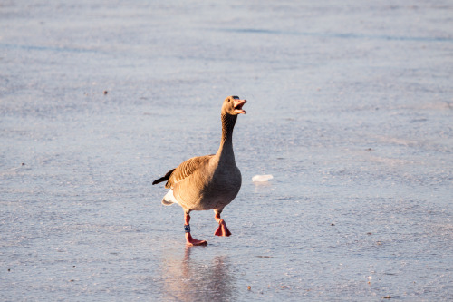 The goose don’t seem to be in their element on the ice.