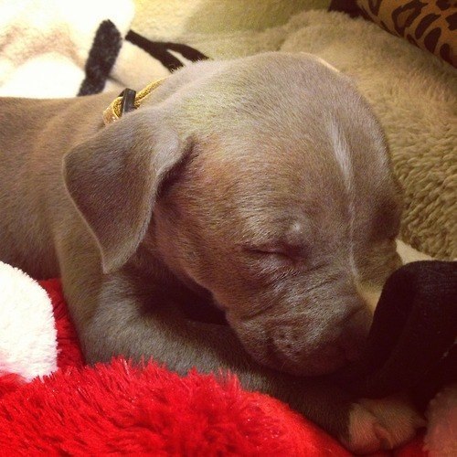 titleknown:  whatthetracy:  PITBULL PUPPIES STEAL MY HEART  Pitbull puppies are one of the cutest things ever you guys omg. 