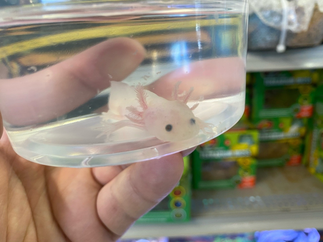 Beardy Carrot Axolotl Update One Week In Beardy Carrot Axolotl Update One Week In