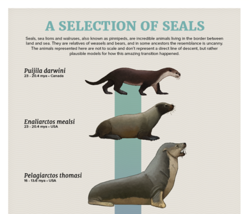 Evolution Series: A Selection Of Seals