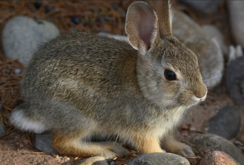 This Is The Rabbit !This Is The Time You'll Be Able To Reblog This!
