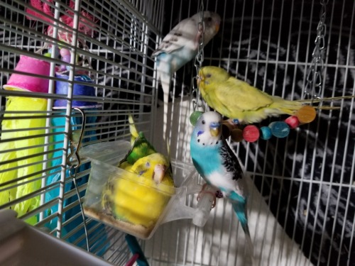 Nap party in the keet cage