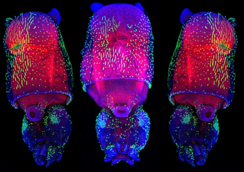 Juvenile of the Longfin inshore squid, Loligo pealei, stained with anti-acetylated tubulin (green), phalloidin (F-actin, red), and Hoechst (nuclei, blue). The F-actin staining (red) reveals the musculature of the mantle; and the acetylated-tubulin...