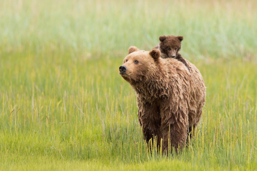 nubbsgalore:  photos by (click pic) d. robert franz, david glatz and ingo arndt (previously featured) of a mother grizzly and her cub in alaska’s lake clark national park (see also: previous bear posts)