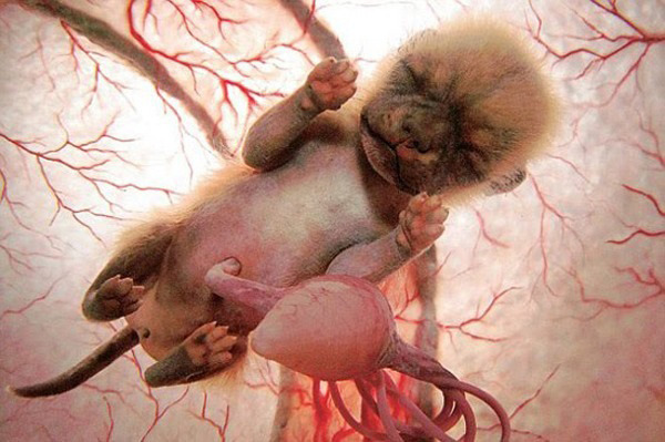 macaroni-and-queef:  respect-the-hive:  escapekit:  In The Womb  These amazing photos of