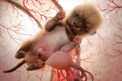 escapekit: In The Womb  These amazing photos of baby animals in the womb were captured by 