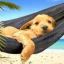chilledhound-blog